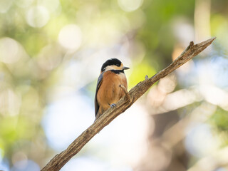 森の中のヤマガラ
