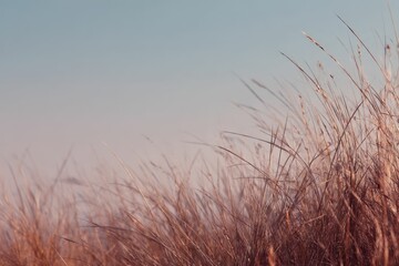 Obraz premium Serene Sunset Grassland: A Calm, Pastel-Toned Landscape