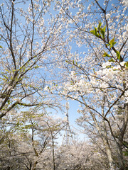 桜と鉄塔