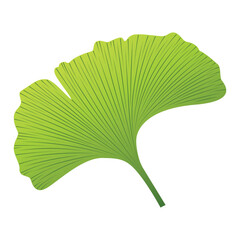 Green Ginkgo Biloba leaf, isolated on white background. Ingredient for hair and body care cream, lotion, treatment, moisture.