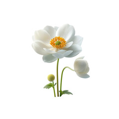 Fototapeta premium Elegant White Anemone Flower with Buds on white background