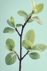 Light Green Leaves on Branch
