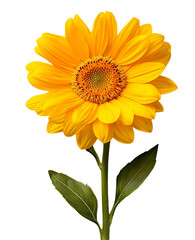 Fototapeta premium A cut sunflower stem with vibrant yellow petals, isolated on transparent background, PNG file