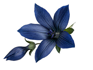 A delicate alpine gentian with deep blue petals, isolated on transparent background, PNG file