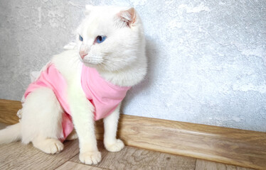  A cat portrait in special suit bandage recovering after spaying Post-operative Care. Pet sterilization concept. The cat is at home after the operation