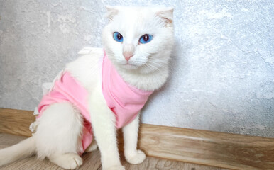  A cat portrait in special suit bandage recovering after spaying Post-operative Care. Pet sterilization concept. The cat is at home after the operation