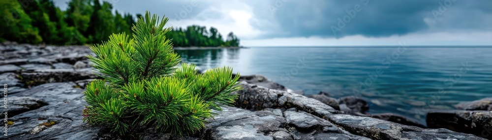 Poster scenic view of lake in pine forest under peaceful nature concept. scenic view of rocky shoreline wit