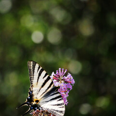swallowtail sitting on a purple butterfly bush blossom in hot summer light