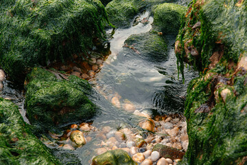 Colorful sea stones lie beneath clear water as lush seaweed envelops rocky structures along the...