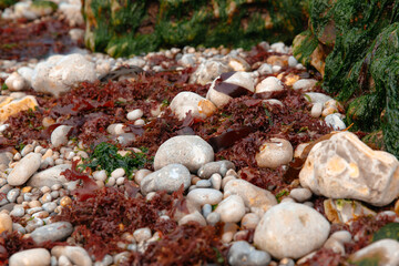 Various stones and textured seaweed cover the shore, showcasing a combination of colors and shapes. This coastal area provides a rich ecosystem along the water's edge.