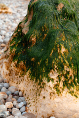 Fragments of sea stone reveal vibrant textures, adorned with green seaweed. This coastal landscape showcases nature's intricate details at low tide.