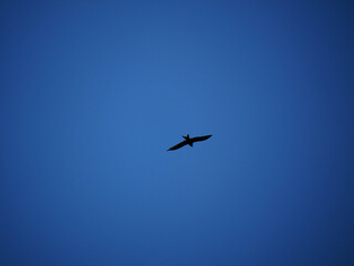silhouette of a single milvus flying in deep blue sky