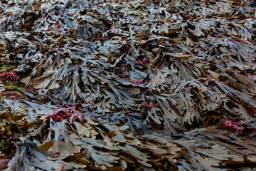 Vibrant seaweed blankets rocky surfaces along the shore during low tide, showcasing intricate textures and earthy colors. This natural setting captures the essence of coastal life.