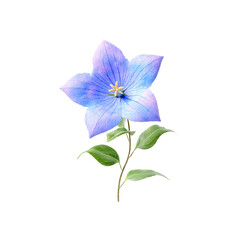 Single Blue Balloon Flower with Green Leaves on white background