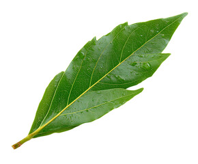 Obraz premium Fresh Bay Leaf Isolated with Herbal Elegance