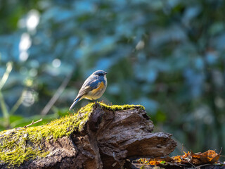 木の上に佇むルリビタキ