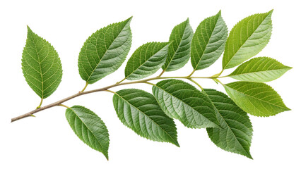 Fototapeta premium Botanical Branch: A macro shot showcases a delicate tree branch with lush, vibrant green leaves, capturing the essence of spring and botanical elegance.