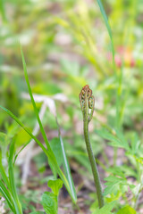 春の訪れを告げる山菜「わらび」　日本、青森