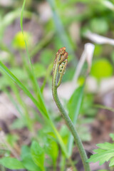 春の訪れを告げる山菜「わらび」　日本、青森