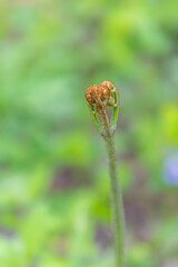 春の訪れを告げる山菜「わらび」　日本、青森