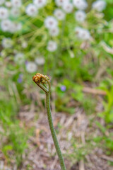 春の訪れを告げる山菜「わらび」　日本、青森