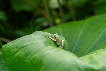 蕗の葉の上のアマガエル　日本、青森
