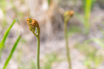 春の訪れを告げる山菜「わらび」　日本、青森