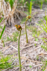 春の訪れを告げる山菜「わらび」　日本、青森