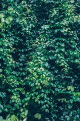 Beautiful nature background of vertical garden with tropical green leaf	