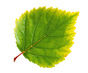 Beautiful Birch Leaves Captured in Botanical Style