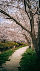 Serene Riverside Pathway with Blossoming Cherry Blossoms in Idyllic Springtime Scenery