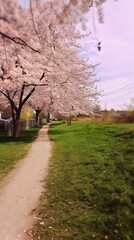 Obraz premium Scenic Urban Park Pathway with Vibrant Cherry Blossoms