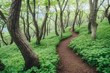 Fototapeta premium Winding trail through lush green forest