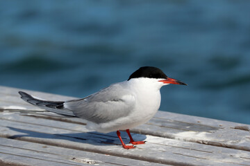 Common tern
