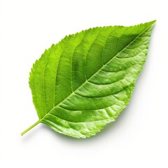 Obraz premium Fresh Green Leaf Isolated on White