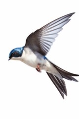 Obraz premium Graceful blue and white bird soaring