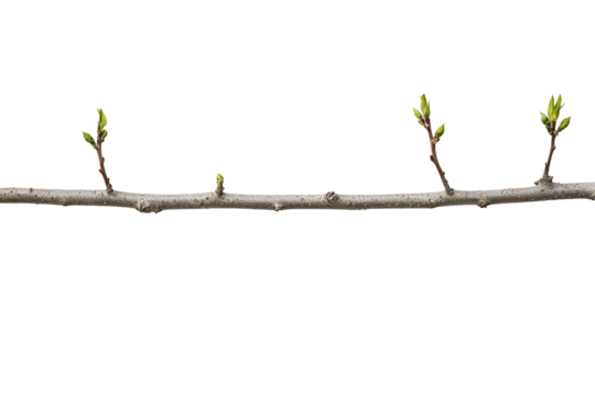 A slender branch with budding green leaves emerging in early spring, set against a plain background, symbolizing renewal and growth in nature