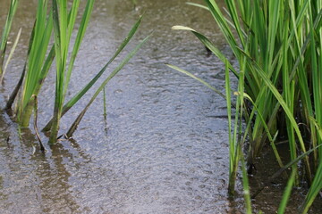 Grüne Blätter der Schwertlilien in vollem Wuchs, die im Wasser stehen