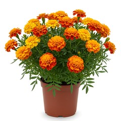 Marigold flowers in pot isolated on white background