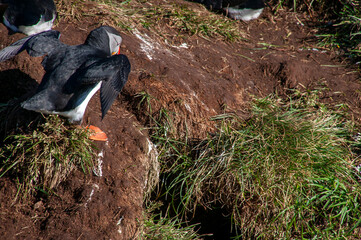 Hafnarholmi  Iceland, atlantic puffins standing in bird colony near burrows