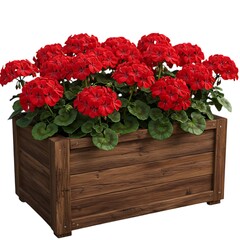 Red geraniums in wooden planter isolated on white background