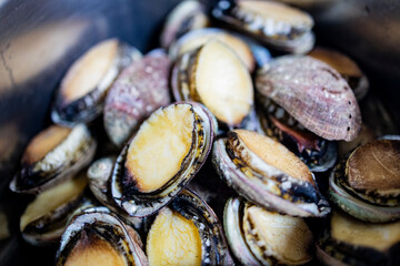 close-up of fresh small abalones