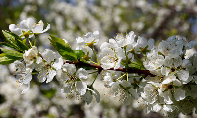 The first flowers of spring close-up. Beautiful white flowers on a tree branch.