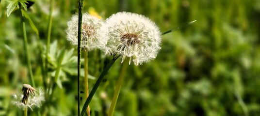 white fluffy fluffy dandelion on the green grass