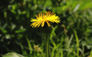 Yellow dandelion flower against the background of green grass. Sunny spring day.