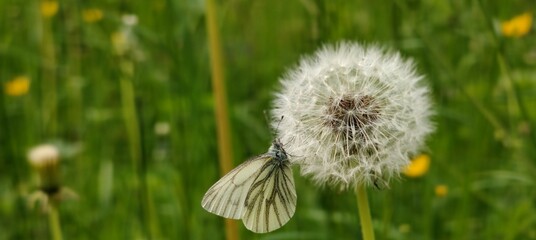 white butterfly with white flower on background