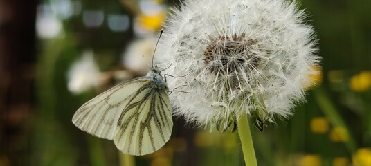 butterfly on a flower .. © MARIA – Nature