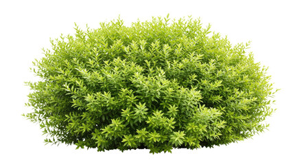 Fototapeta premium Transparent Human Lungs in Blue Background - Medical & Anatomy Illustration