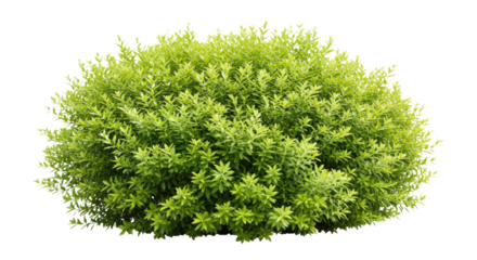 Transparent Human Lungs in Blue Background - Medical & Anatomy Illustration