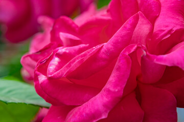 東京散歩　旧古河庭園の薔薇まつり